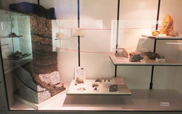 Glass cases of fossils and minerals in the Museo Zannato