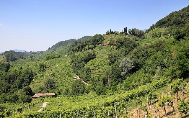 Steep green vineyards on the Prosecco hills near Valdobbiadene